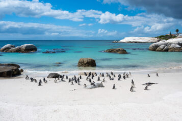 Famous Boulders beach with african penguin colony